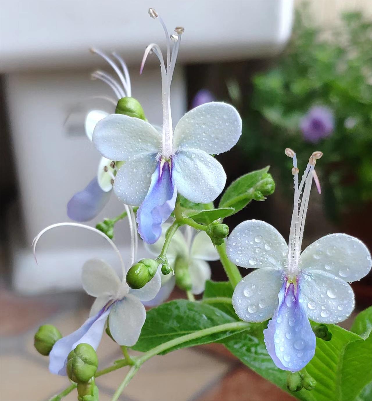  Blue Butterfly Flower 💙Easy