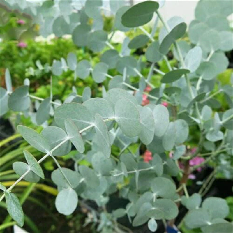 Egrow 30 Pcs/Pack Eucalyptus Seeds Silver Dollar Tree Eucalyptus Cinerea