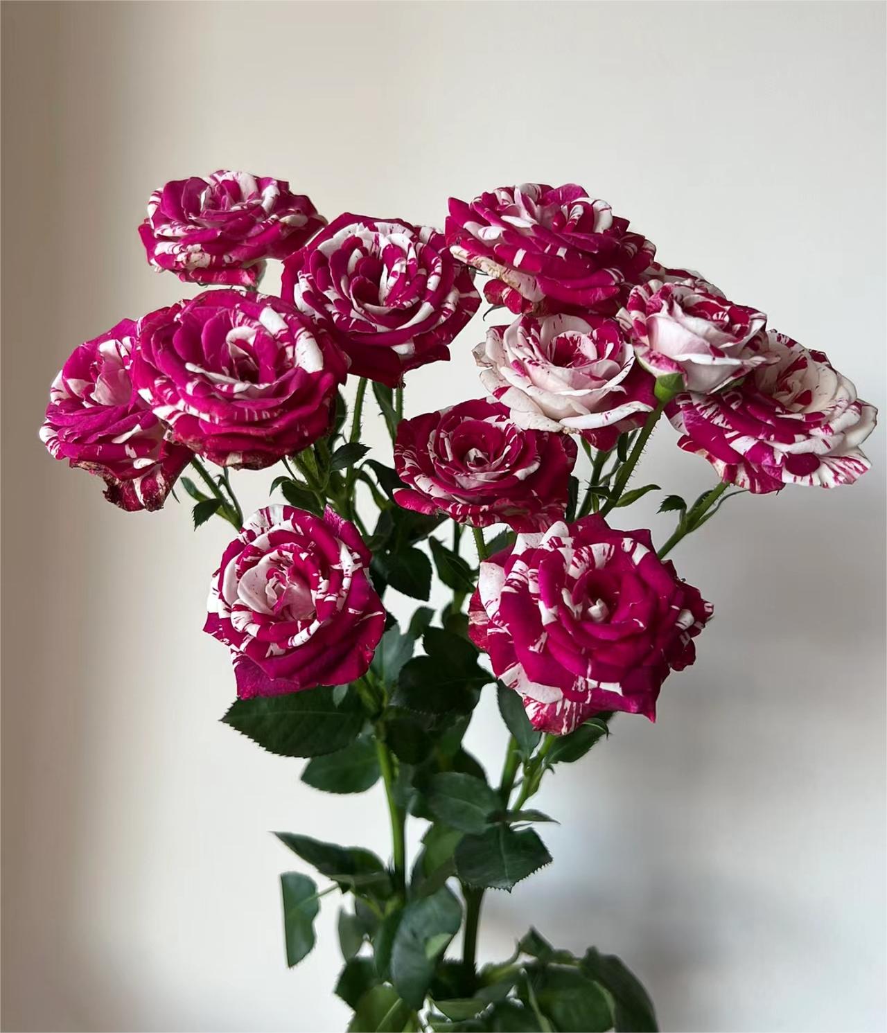 Love Bubbles Rose -Twin Pink and Red 