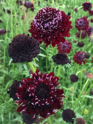 Cornflower Centaurea Black Ball Flower