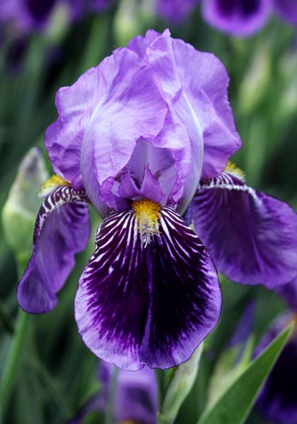 Purple Iris