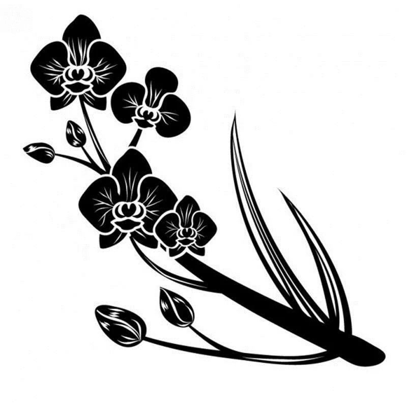 Egrow 50 PCS Rare Black Orchid Flower Seeds Exotic Orchid Home Garden Bonsai Planting Seeds