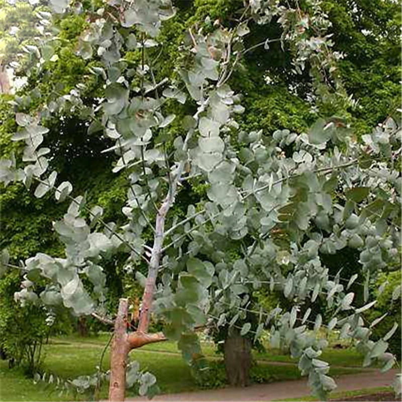 Egrow 30 Pcs/Pack Eucalyptus Seeds Silver Dollar Tree Eucalyptus Cinerea
