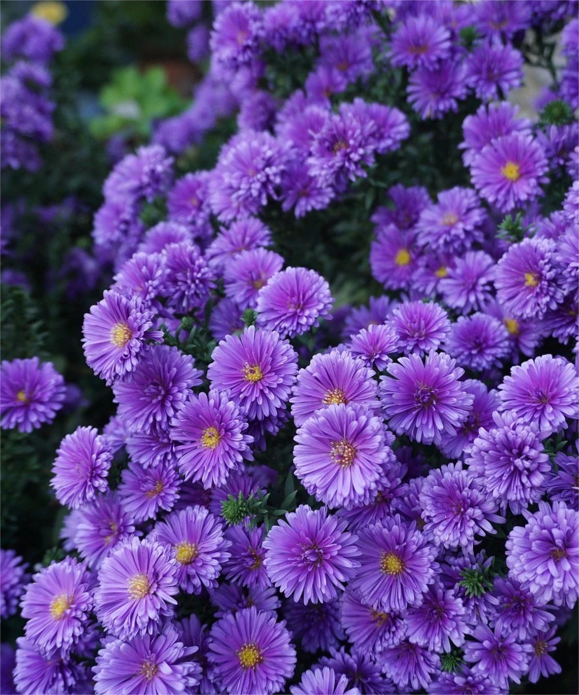 Dutch Chrysanthemum：Amethyst Gem