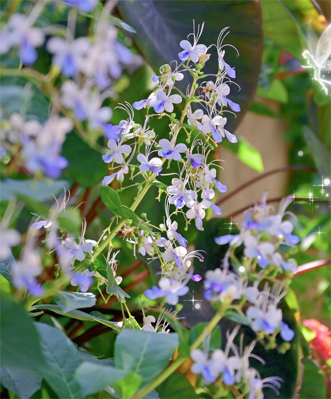  Blue Butterfly Flower 💙Easy