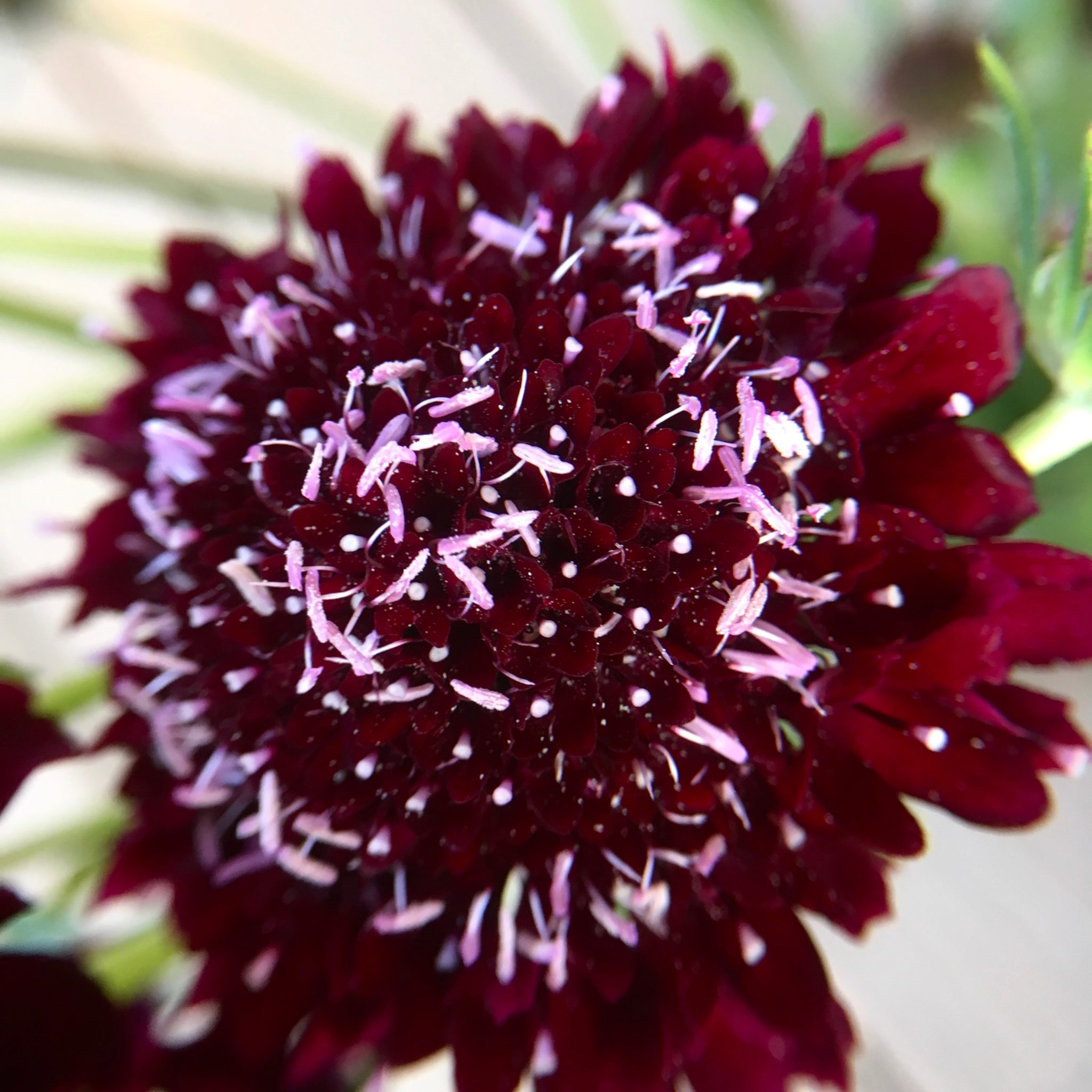 Cornflower Centaurea Black Ball Flower