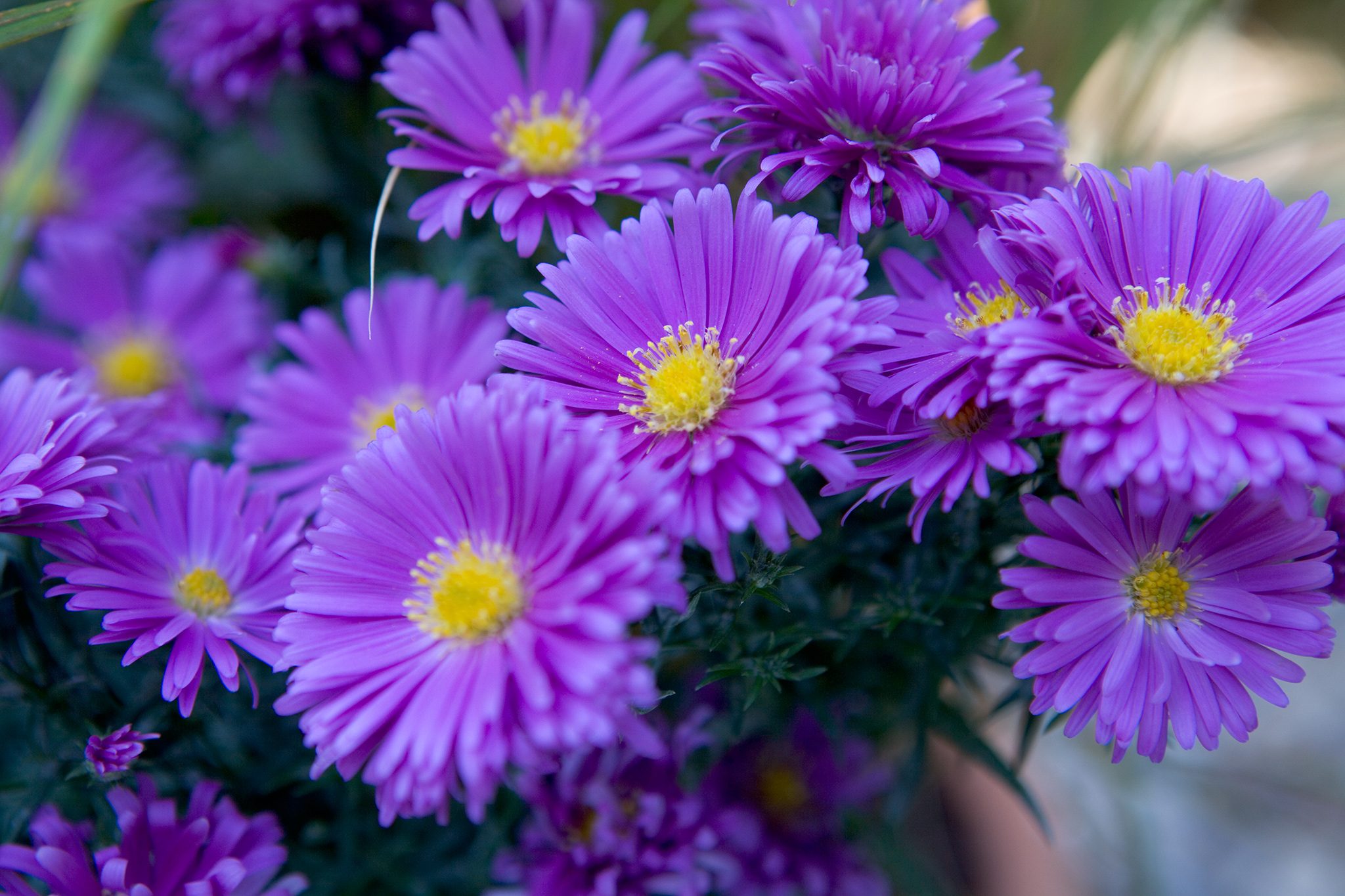 12 Great Michaelmas Daisies to Grow | BBC Gardeners World Magazine