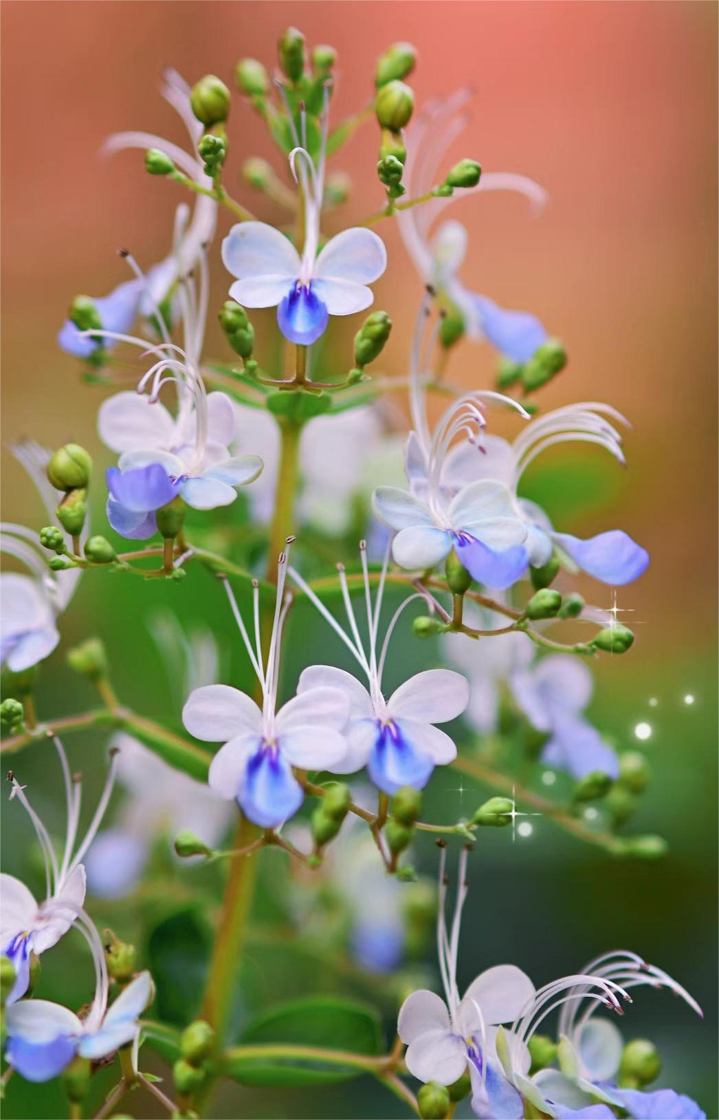  Blue Butterfly Flower 💙Easy