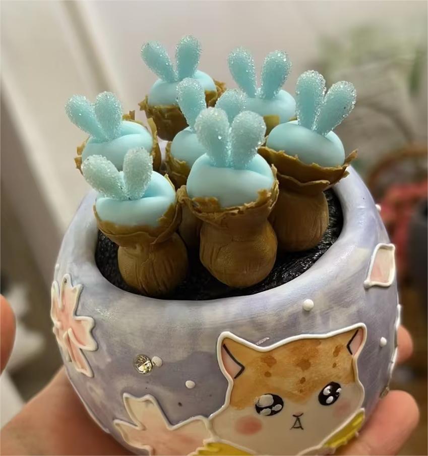 Blue Rabbit Ear Succulent seeds, Rare succulent