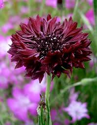 Cornflower Centaurea Black Ball Flower