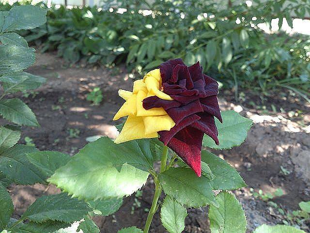 Rare Red Yellow Rose