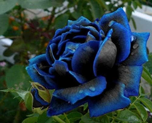 Rare Black Blue Rose- Seeds