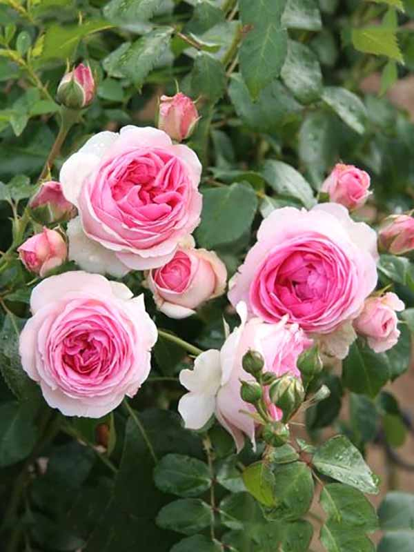 Rosa 'Eden'-Pierre de Ronsard