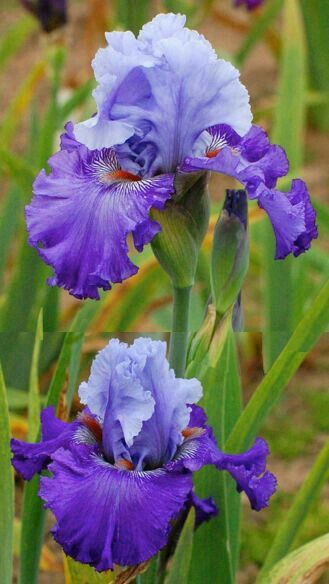 Purple Iris