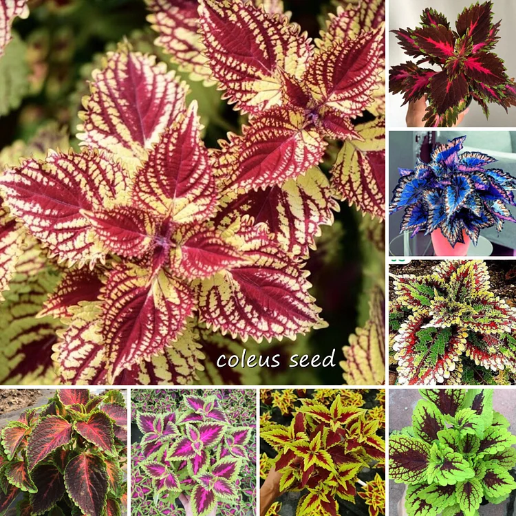 Coleus Bonsai Flower Leaf Plants Rainbow Dragon Seeds Garden