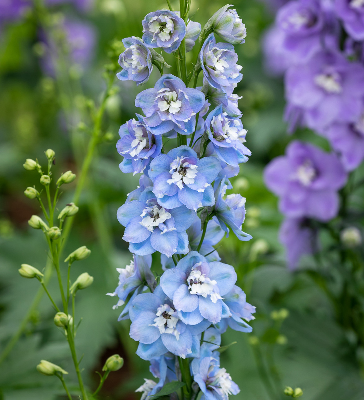40 Seeds Baby Blue Larkspur Seeds