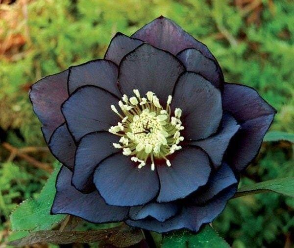 Black Helleborus - Christmas rose