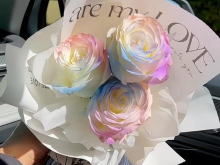 100 PCS/Rare Rose Seeds - Datura Langaros Roses of the Western Regions