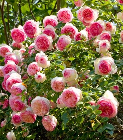 Rosa 'Eden'-Pierre de Ronsard