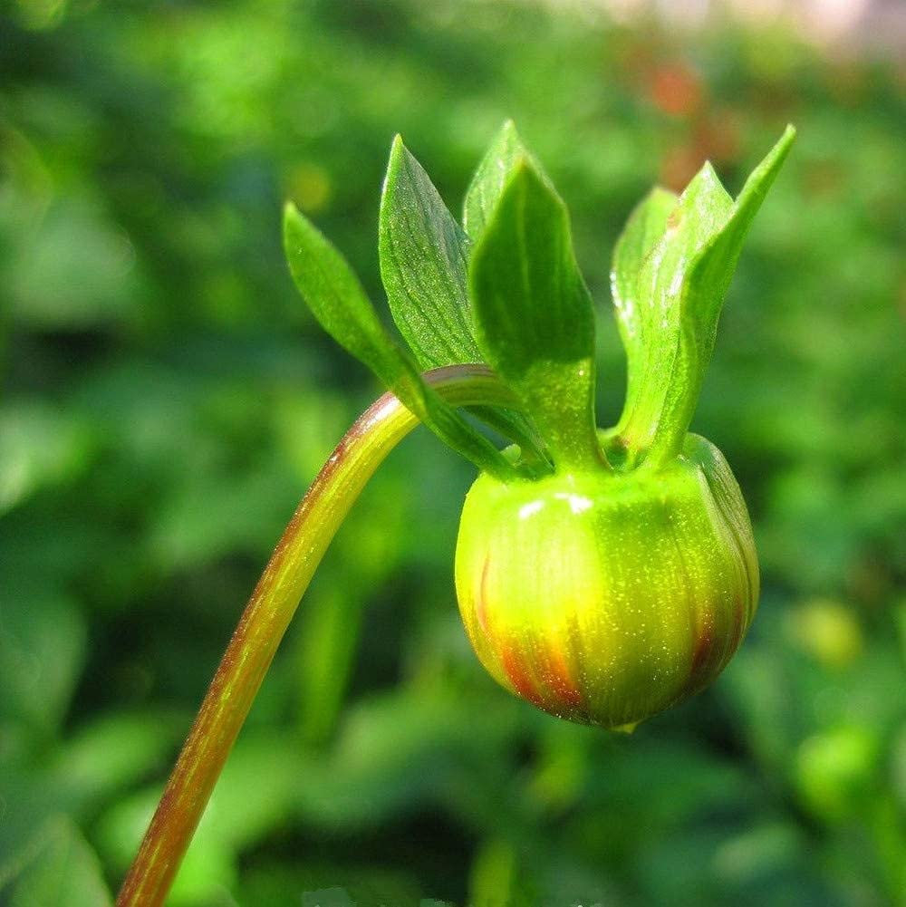 Blue Fireball Dahlia Seeds