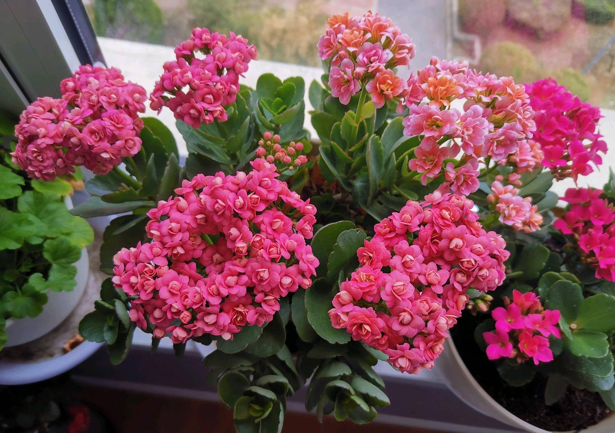 Rare Double Kalanchoe - Four Seasons Flowering