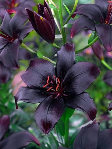 Black Lily