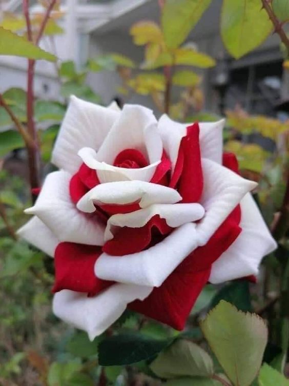 50PCS Black Baccara Hybrid Tea Rose Shrub Flower Perennial Seeds For Home  Garden