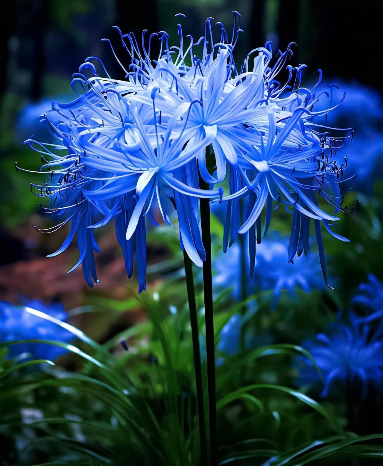 💙Blue Spider Lily: Where Mystery Meets Beauty