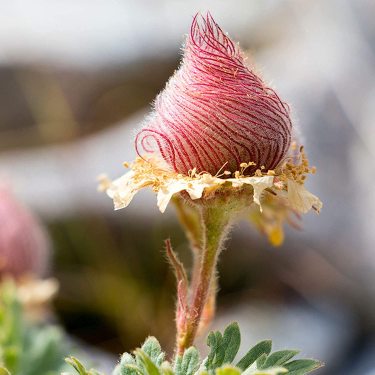 Prairie Smoke Flower Seeds