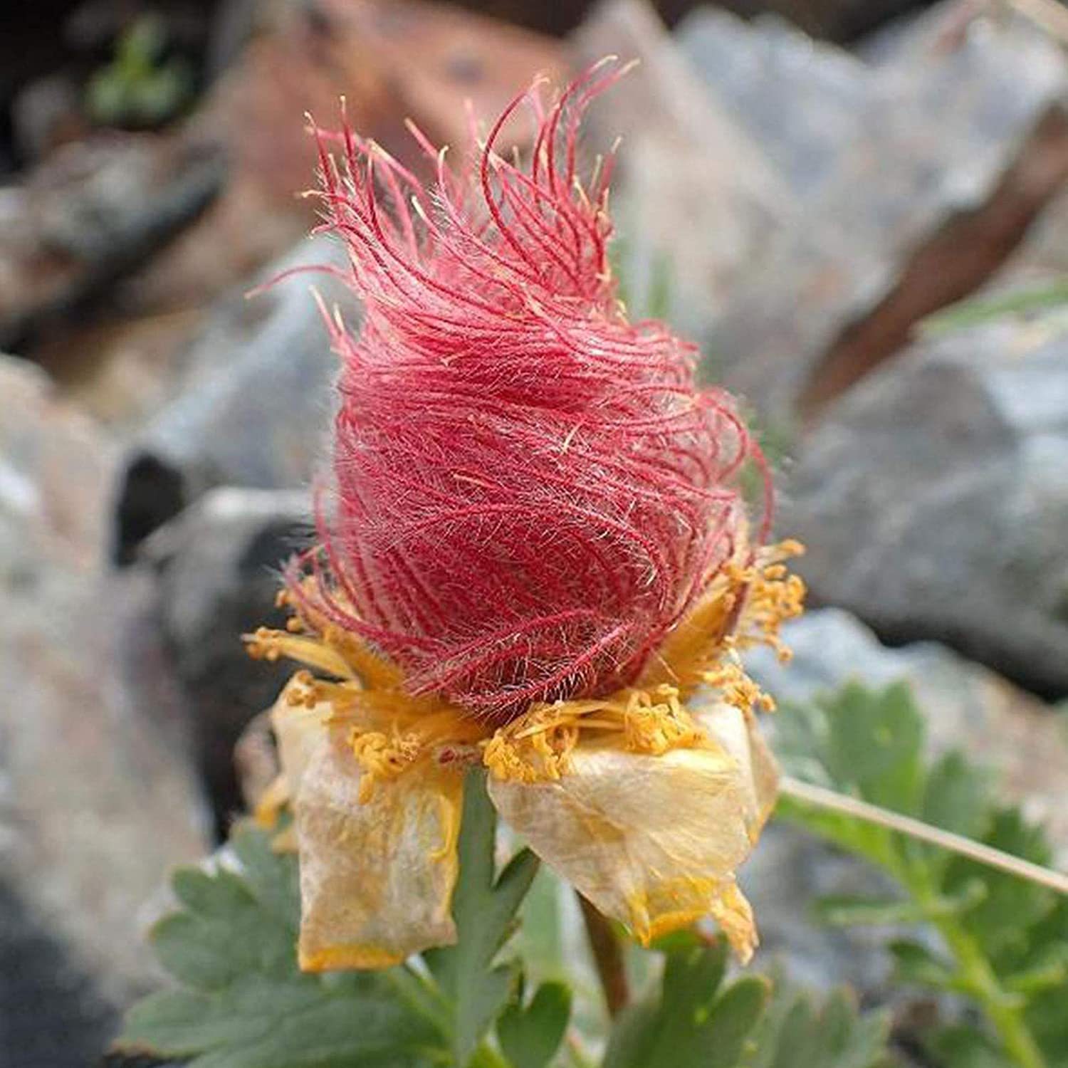 prairie-smoke-flower-seeds