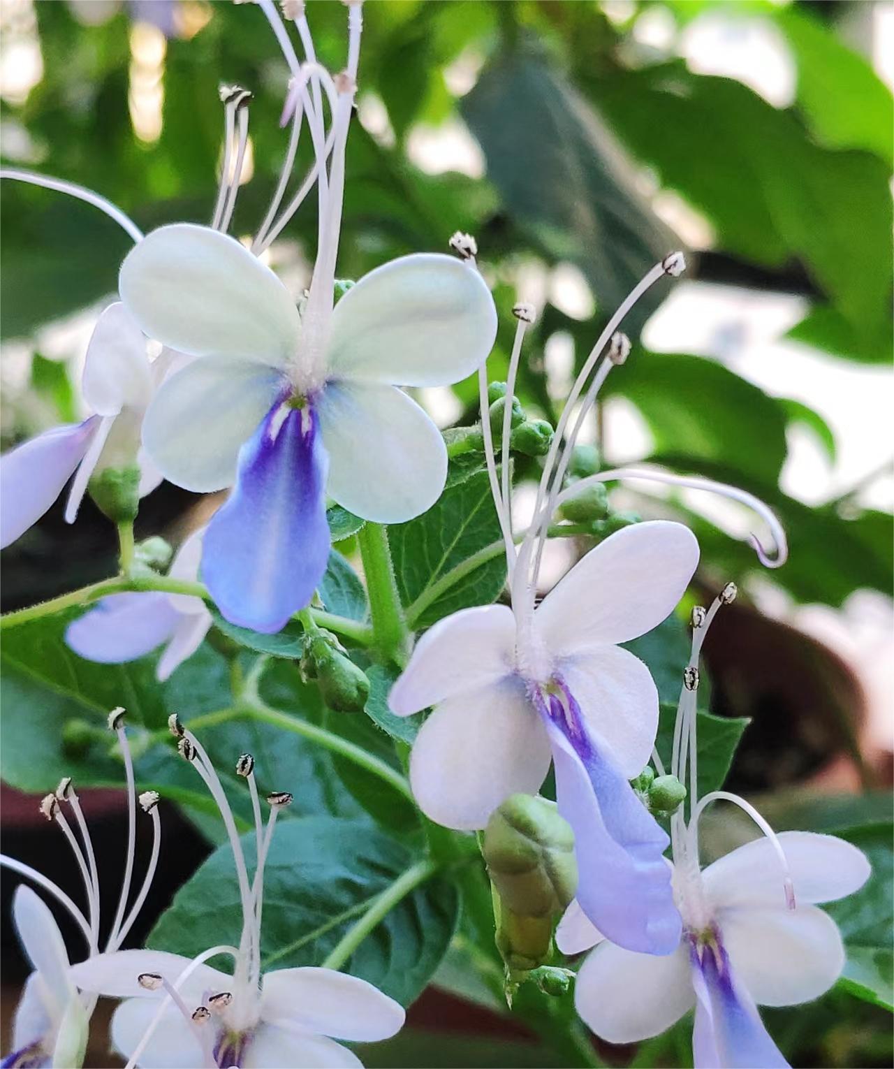  Blue Butterfly Flower 💙Easy