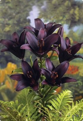 Black Lily