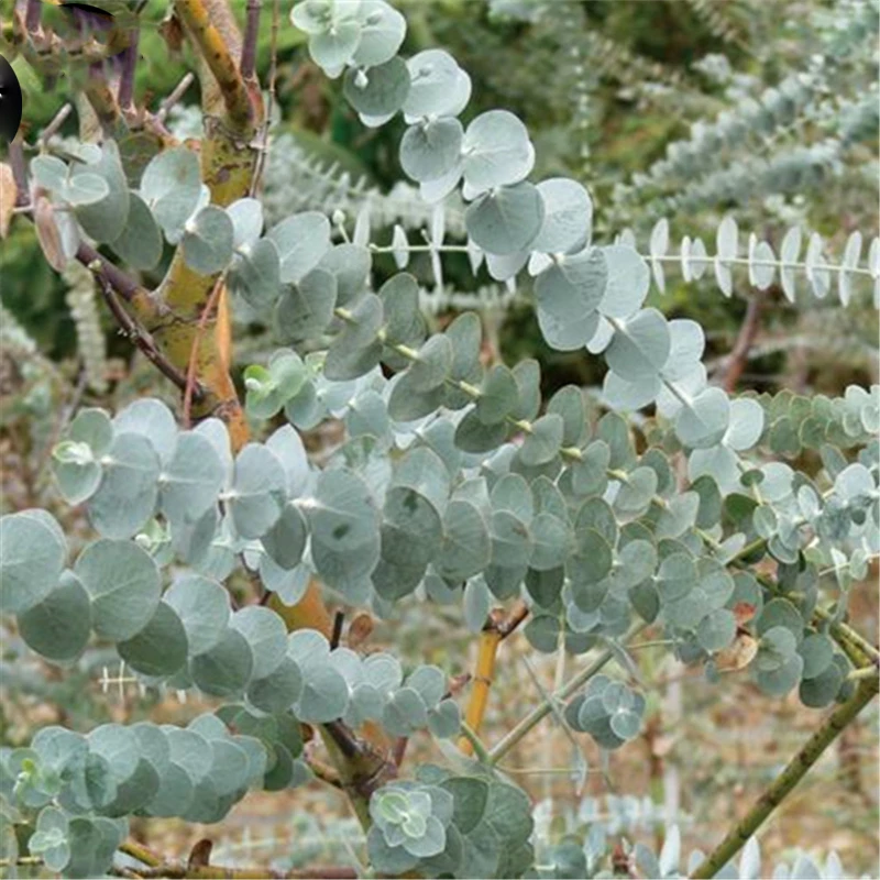 Egrow 30 Pcs/Pack Eucalyptus Seeds Silver Dollar Tree Eucalyptus Cinerea