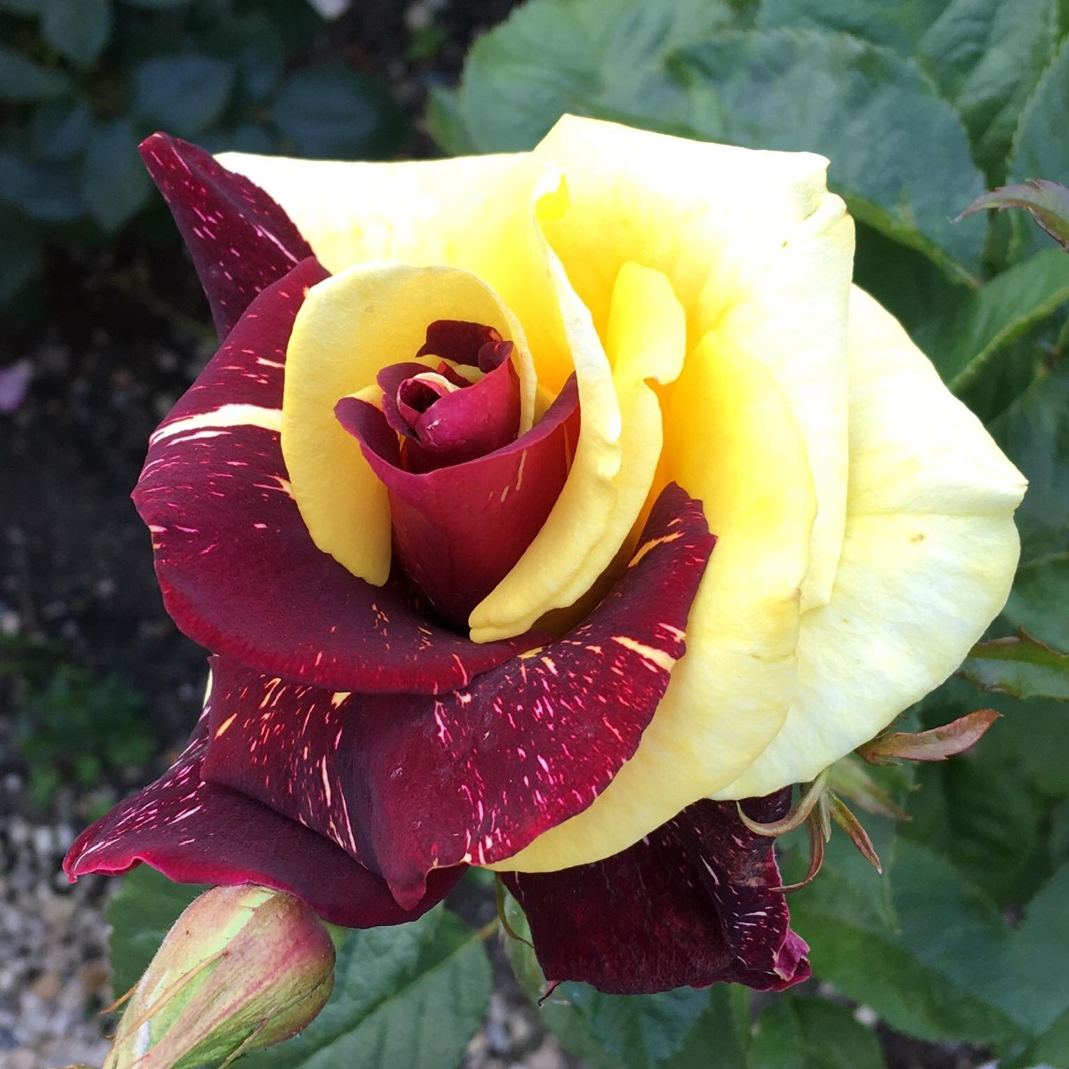 Rare Red Yellow Rose