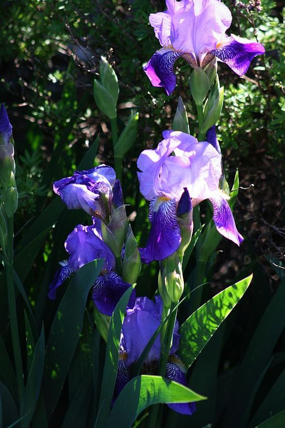 Purple Iris