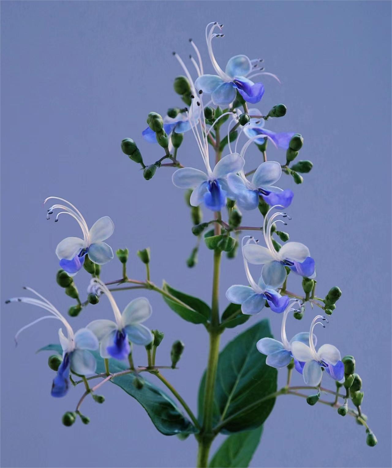  Blue Butterfly Flower 💙Easy