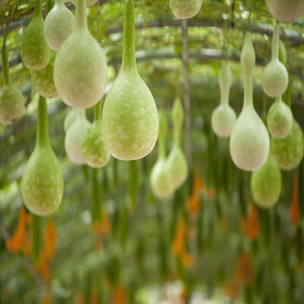 Dipper Gourd Seeds