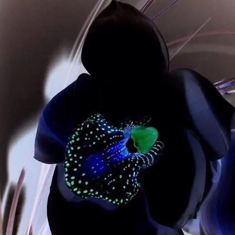 Egrow 50 PCS Rare Black Orchid Flower Seeds Exotic Orchid Home Garden Bonsai Planting Seeds