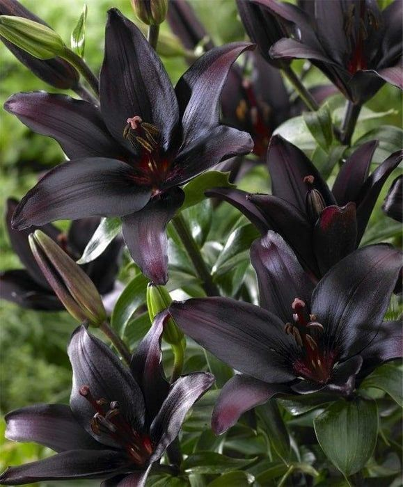 Black Lily