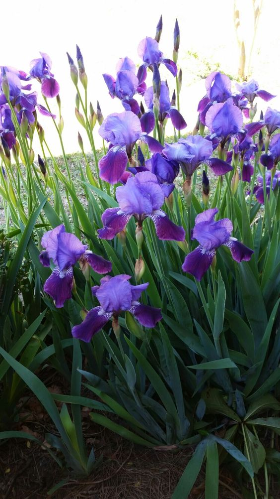 Purple Iris