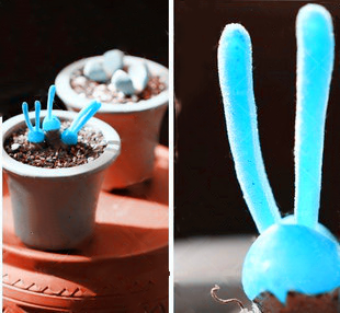 Blue Rabbit Ear Succulent seeds, Rare succulent