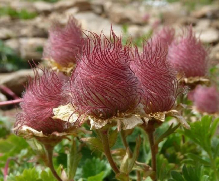 Prairie Smoke Flower Seeds 