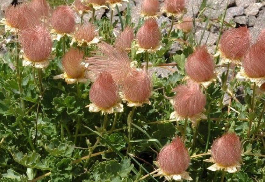 Prairie Smoke Flower Seeds 