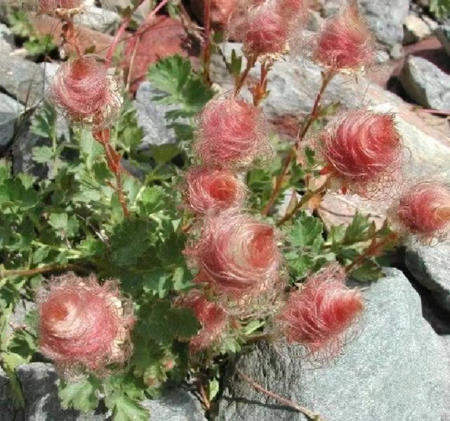 Prairie Smoke Flower Seeds 