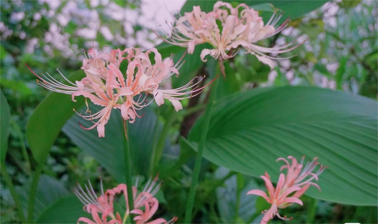 🌸Pink Spider Lily: Where Mystery Meets Beauty