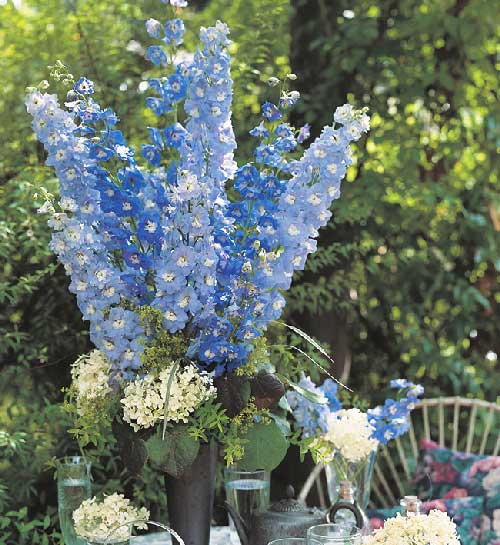 40 Seeds Baby Blue Larkspur Seeds