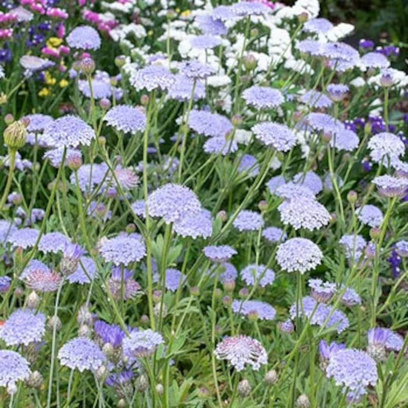 Didiscus lacy lavender blue seeds