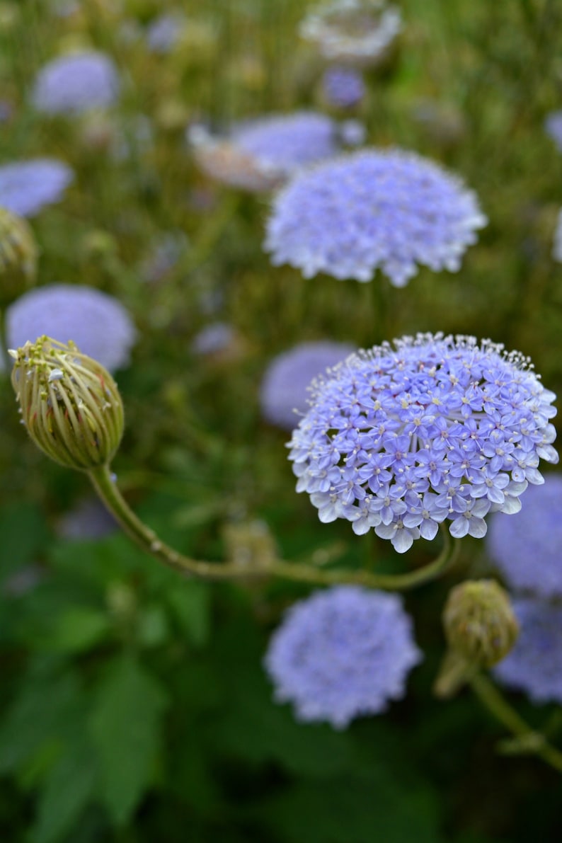 Didiscus lacy lavender blue seeds