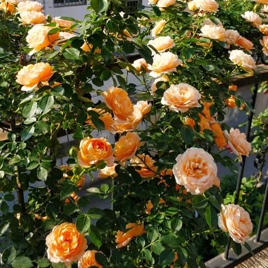 Orange Climbing Rose Seeds