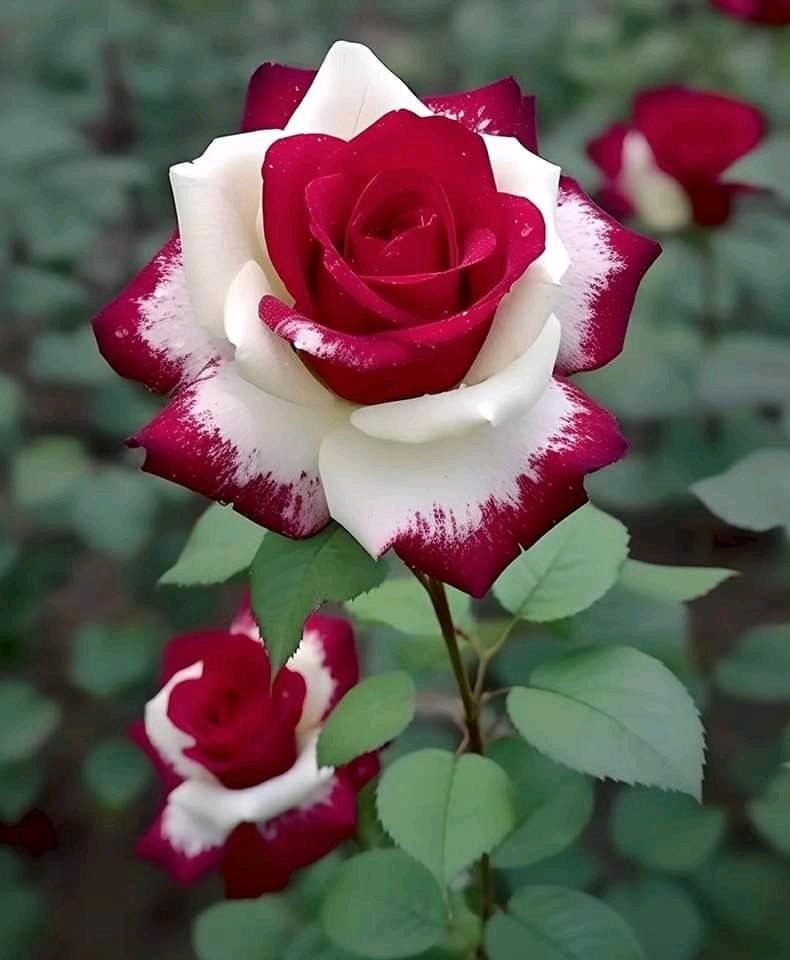 Red Heart Twin Roses